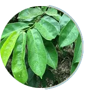Soursop